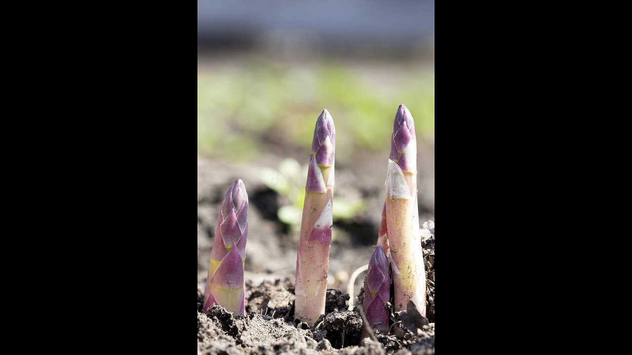 Asparagus Patch!