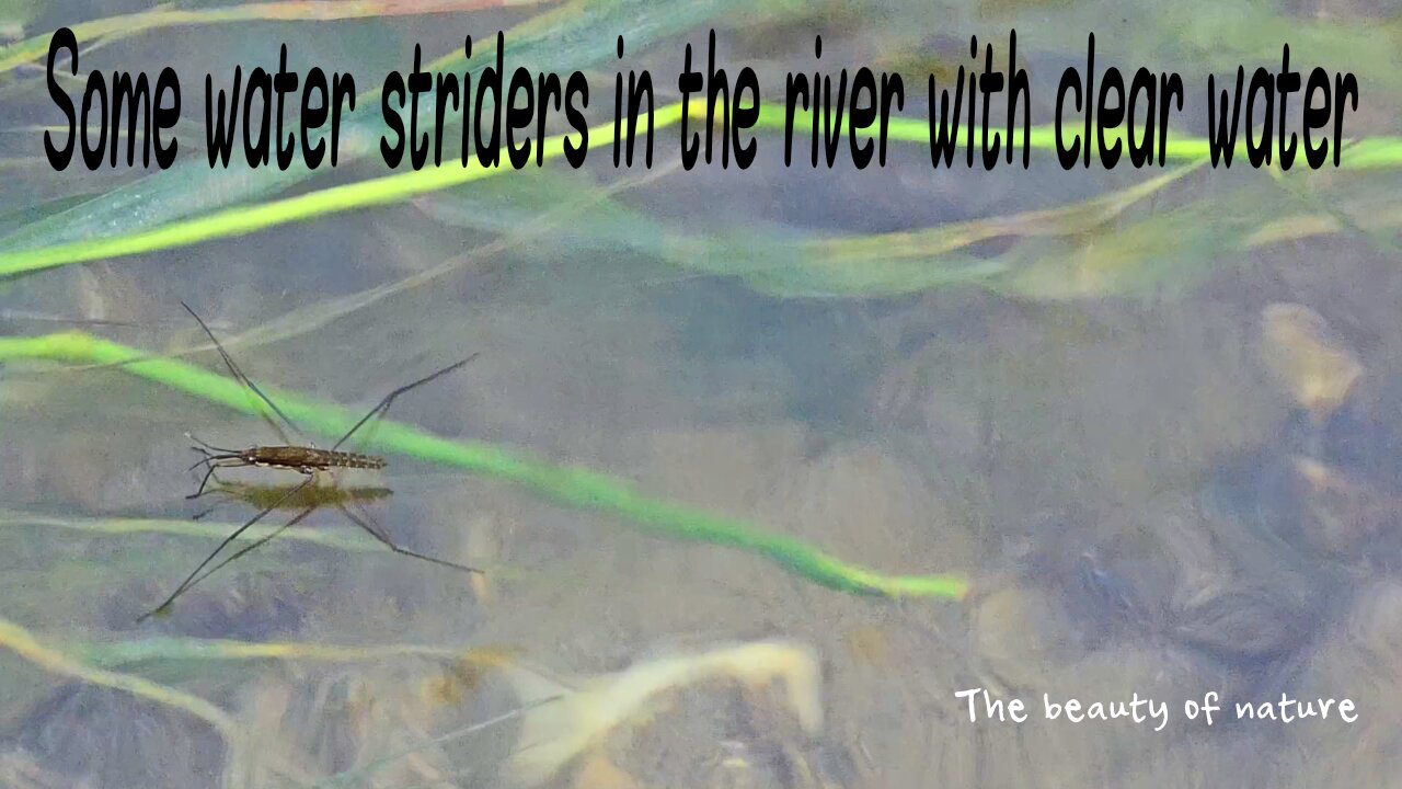 Some water striders in the river with clear water / very beautiful insects by the water.