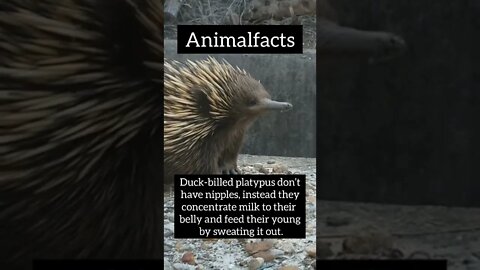 Interesting Animals facts #shorts #science