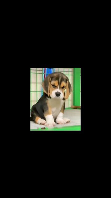 CORINTHIANS PERDEU E NÓIS TÁ COMO😠