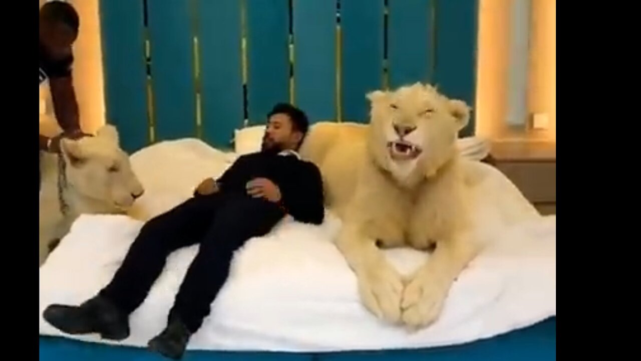 loin King of Dubai