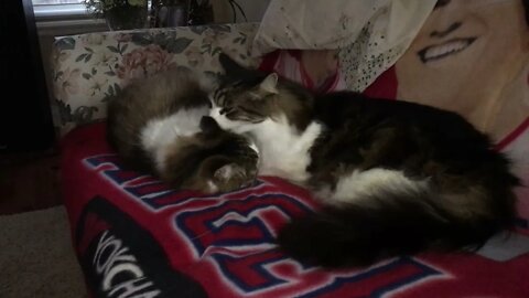 Main Coon Sibling Cats Clean Each Other