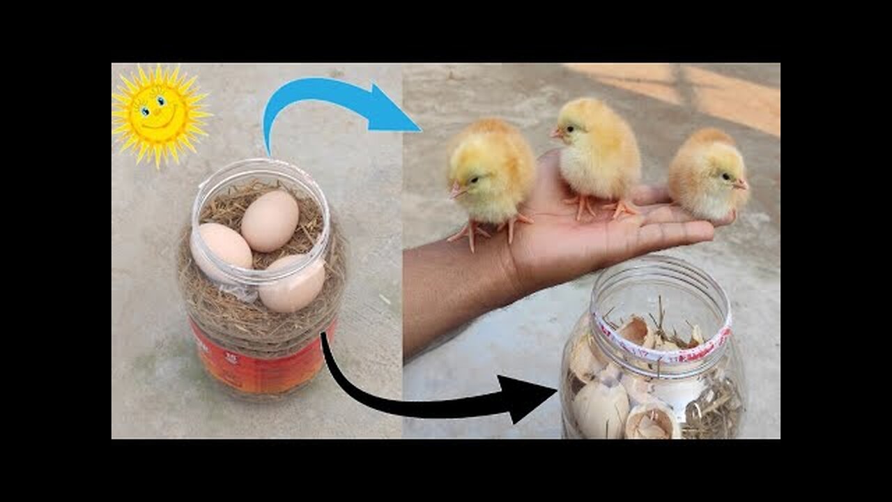 How to hatch eggs at home without incubator // Incubator plastic box help sunlight 100% result