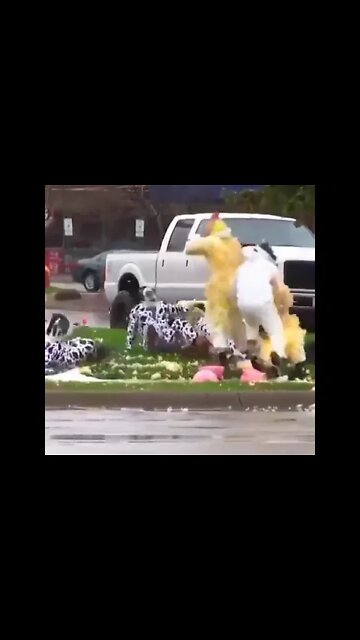 Cows can be very aggressive. 🤣😂😂