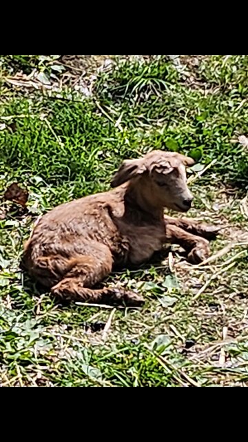 Flock it Farm: Baby goat