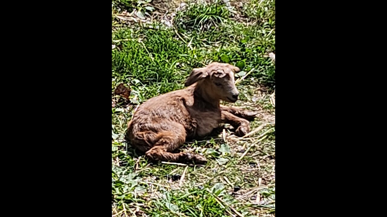 Flock it Farm: Baby goat