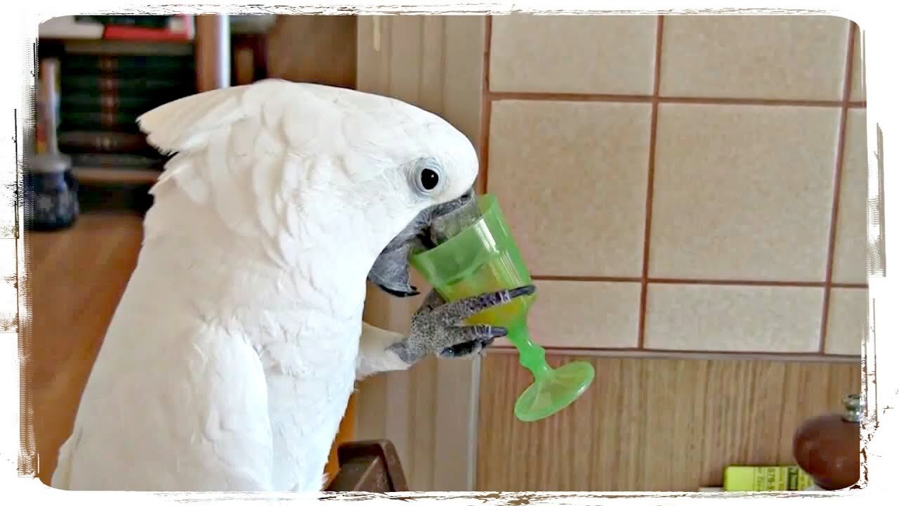 Parrots have a funny way of dancing, singing and talking. ◈ 🐦