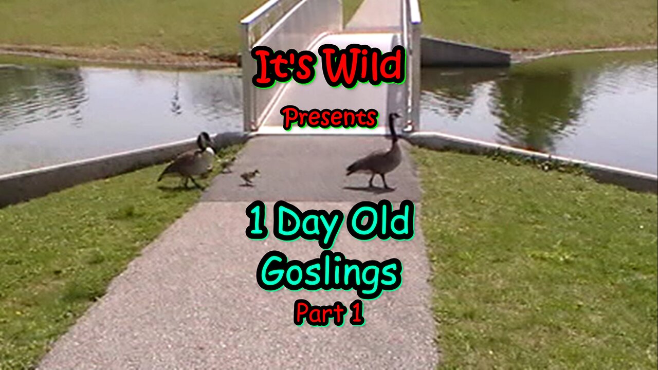 1 Day Old Goslings - Part 1