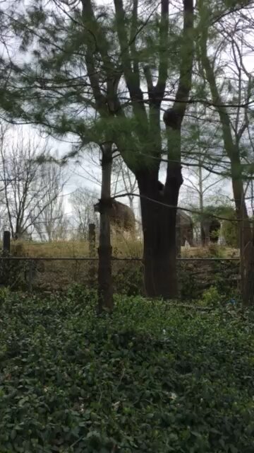 Elephants at the Zoo