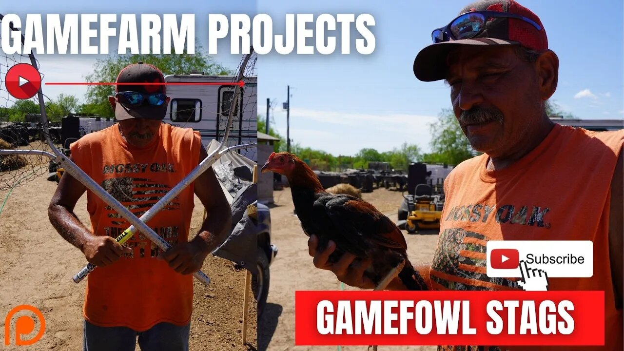 Gamefowl GAMEFARM PROJECTS / Stags Walkthrough