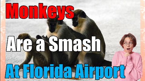 Airport Monkeys🐒 in Florida are a Smash Hit🔥🔥!