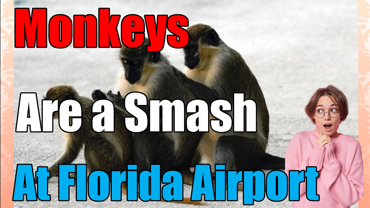 Airport Monkeys🐒 in Florida are a Smash Hit🔥🔥!