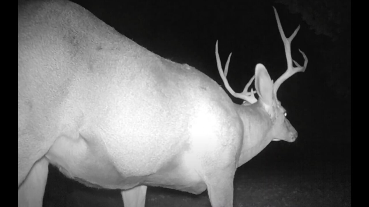 Big Buck Close Up!