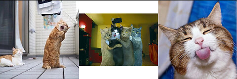 funny cats.