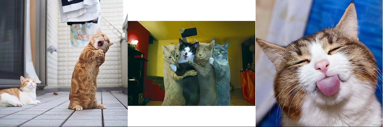 funny cats.