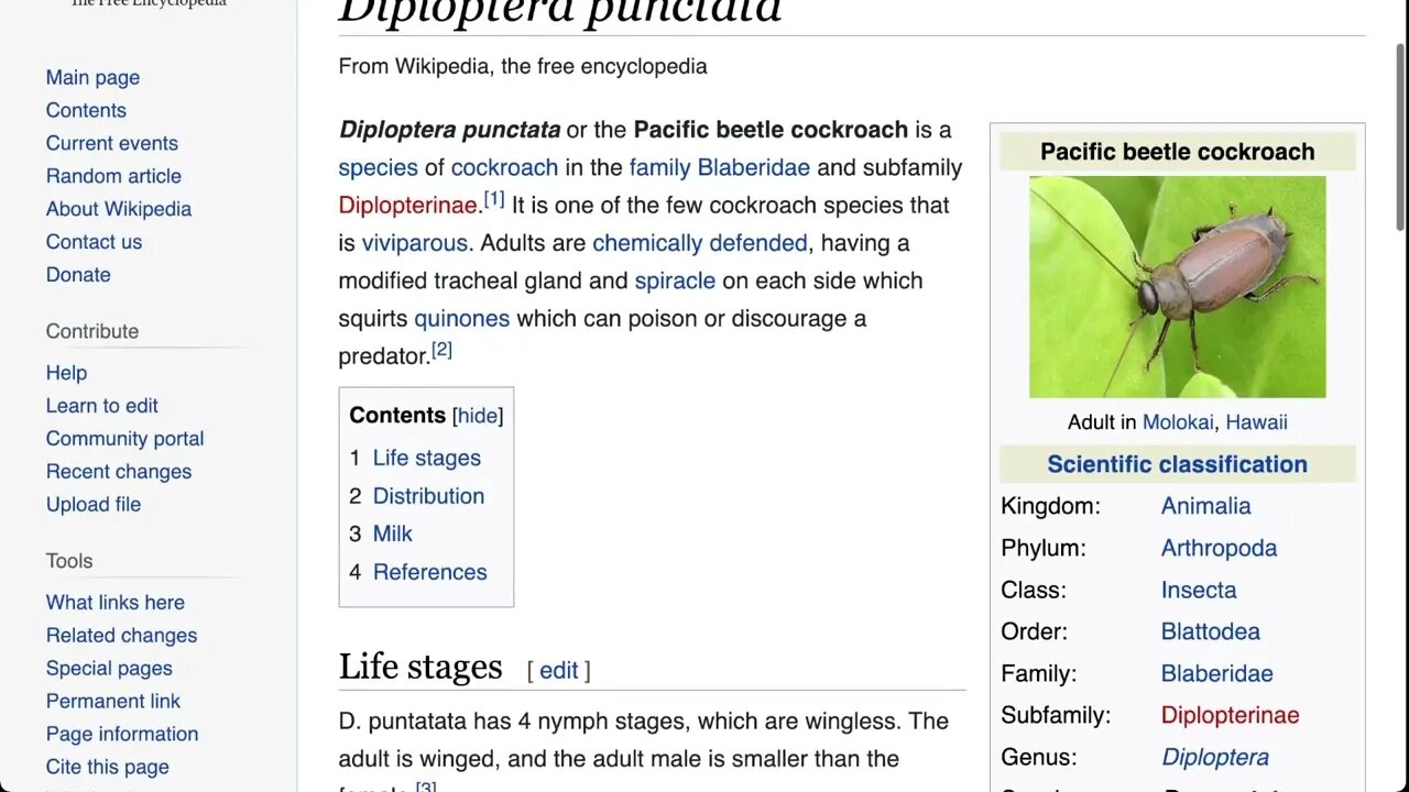 🟨 [科學小知識]. 蟑螂奶 🟨