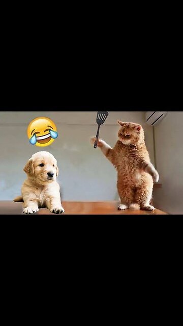 Puppy and cat funny 😁