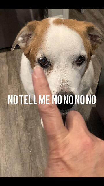 Telling by dog no no no no!