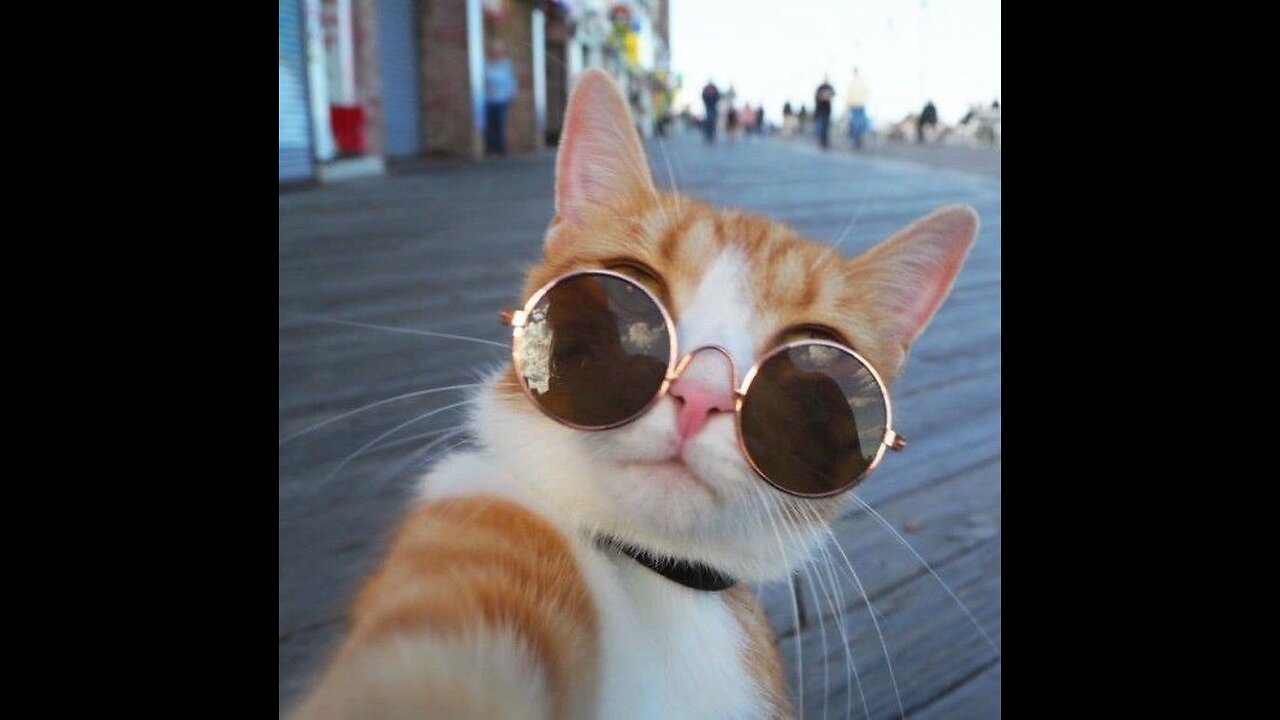 Cats are to brave