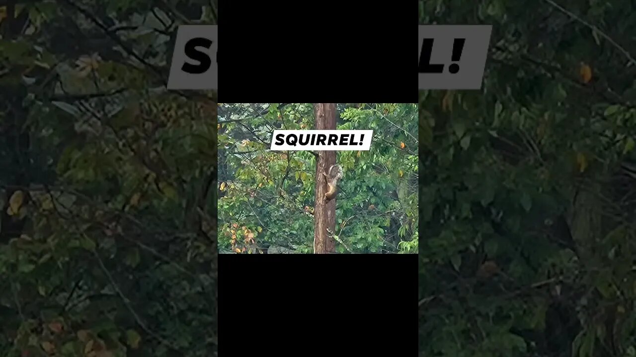 SQUIRREL