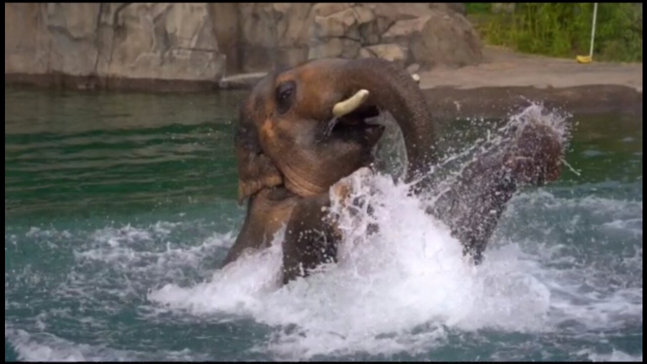 A cute Elephant is beautifully playing in the water after a long time