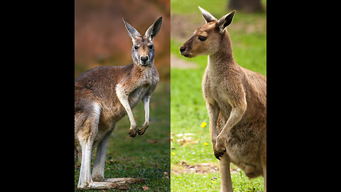 Wallaby Fight on the beach of Cape Hillsborough