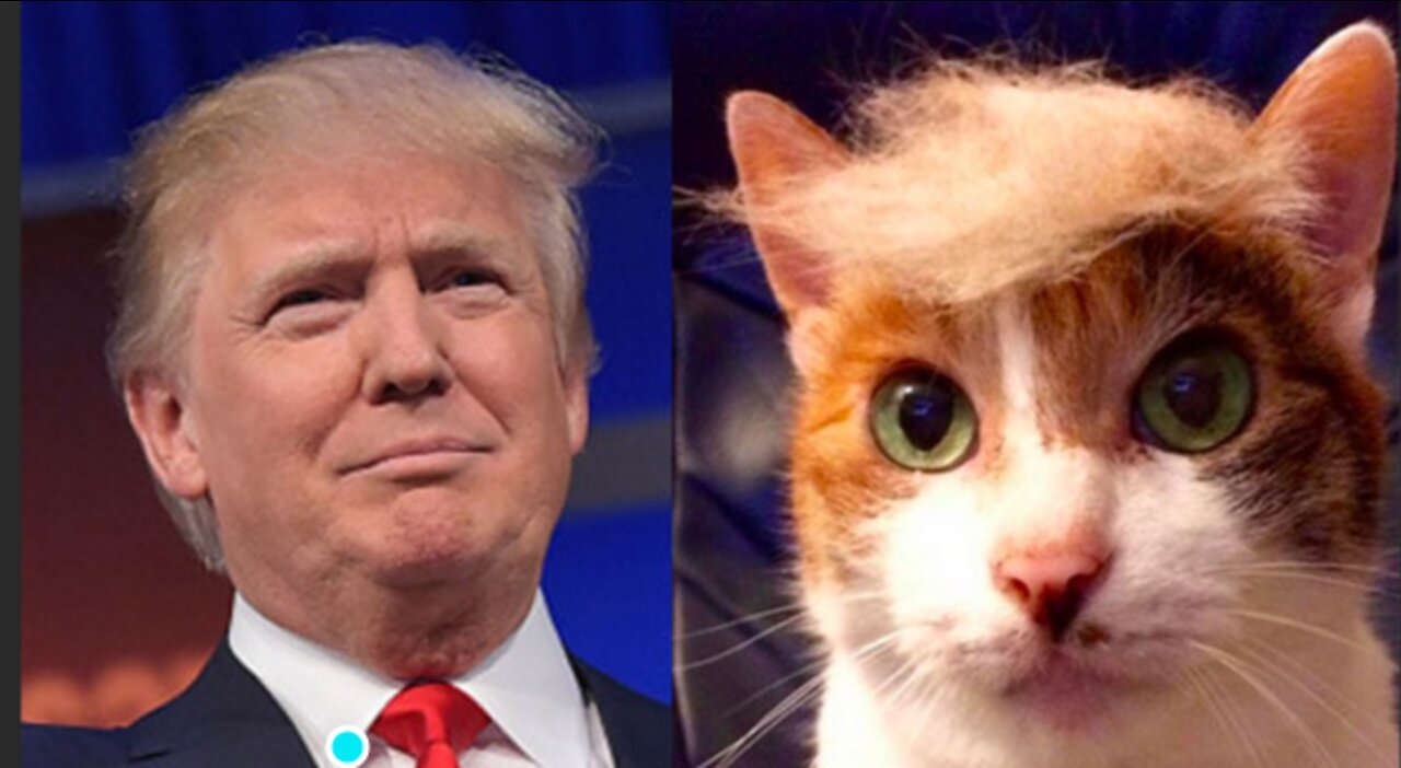 Trump Cat