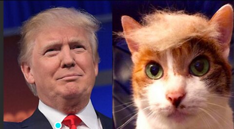 Trump Cat