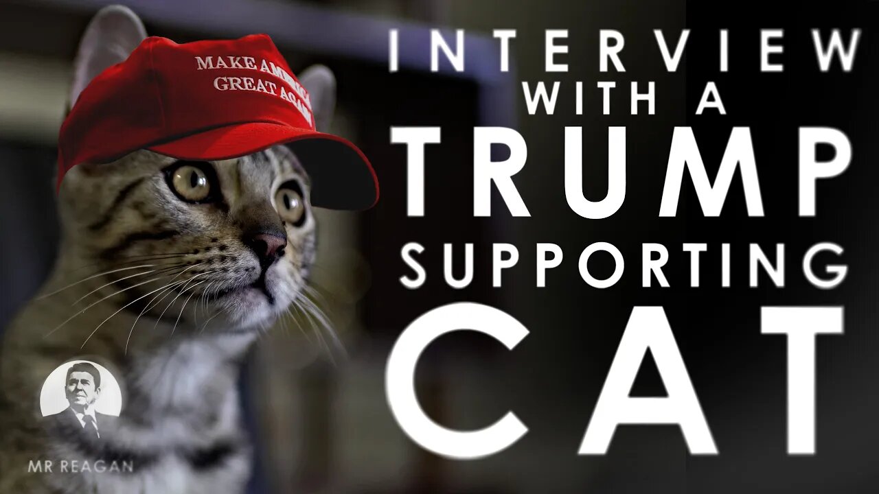 Trump Supporter Cat