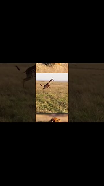 Mother Giraffe fends of Lioness trying to hunt are baby ! 👏🏽👏🏽😮 #shorts