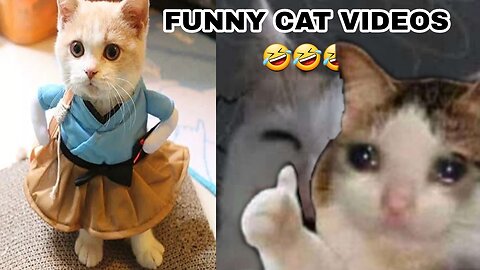 funny cats videos