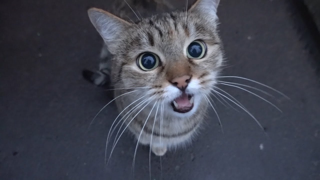 AWW cats SOO Cute! Cute baby animals Videos Compilation cute moment of the cats