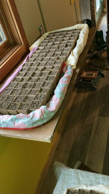 Seed starts!