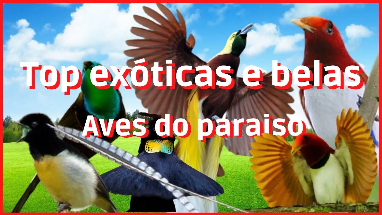 Top exóticas e belas Aves do paraíso