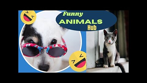 Funny Animals 😄Hub, Funny Animals, 🤣, Funny Animals Dancing 💃😄, Funny Animals Fighting 😄