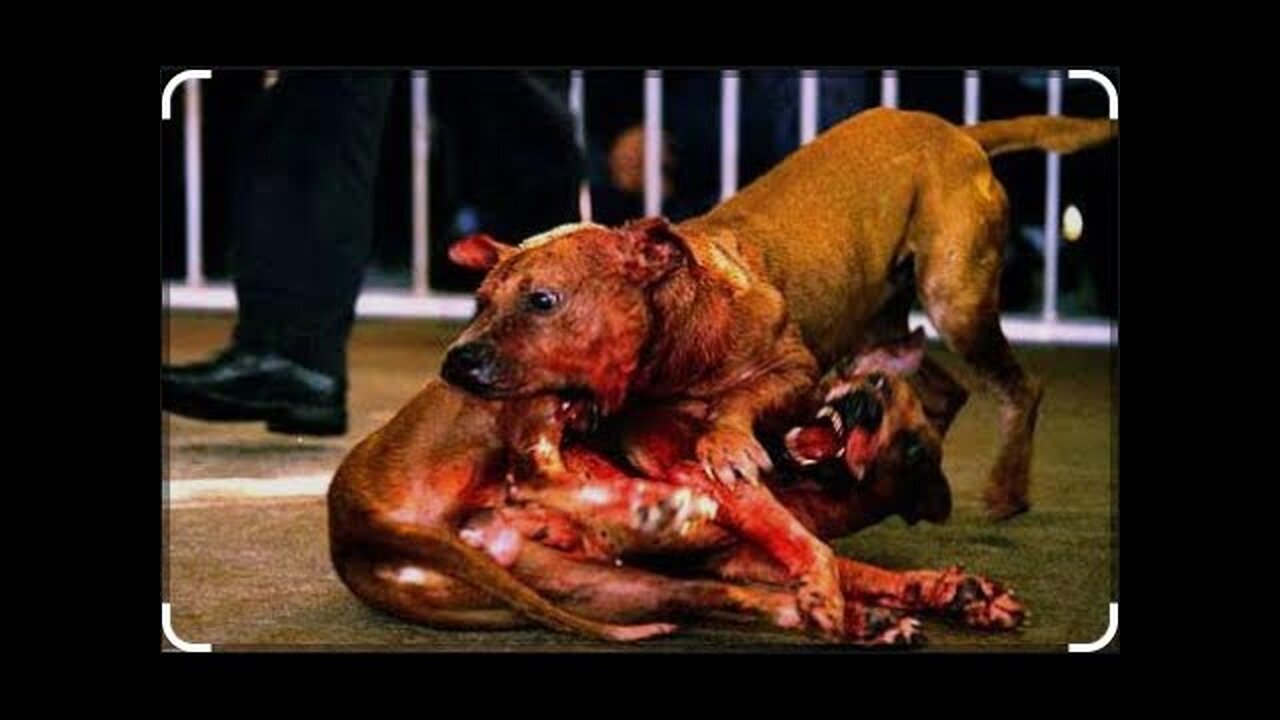 New Crazy Dog Fighting | poor Dog Fighting