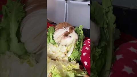 Perfect crime? Guinea pig eating remains of murder victim