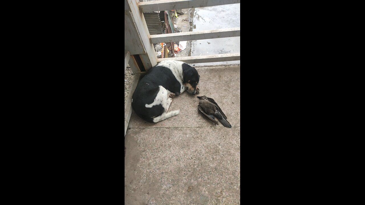 Dog sad on crow death