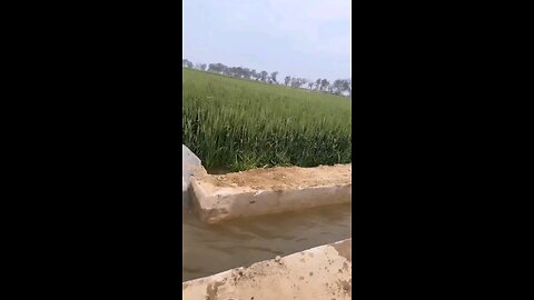 Punjab te Punjab ha ji