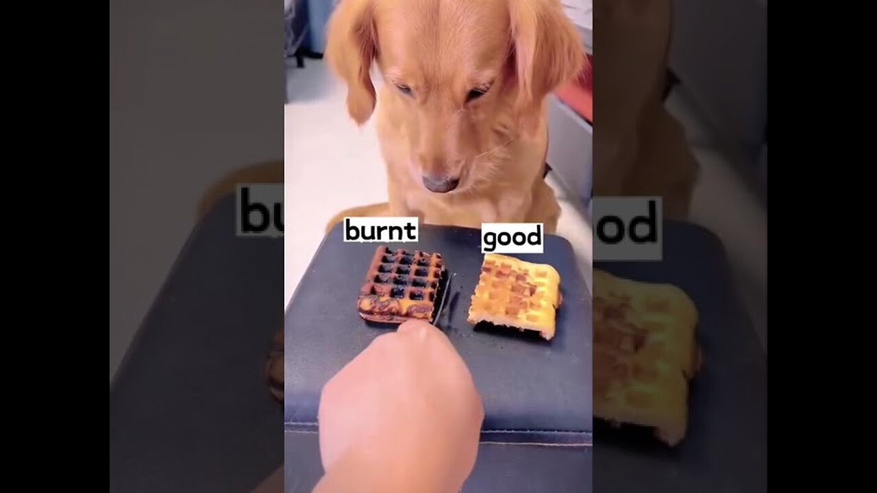 This is a very clever dog | Dog and the Pig #dog #dogvideo #viral #pig