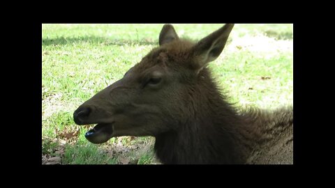 Elk and buffalo roam the hills of the North Carolina Zoo, Asheboro, NC - walk with me, Steve Martin