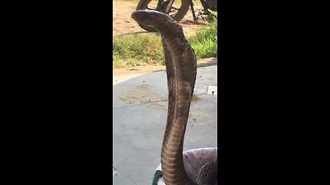 The Indian cobra