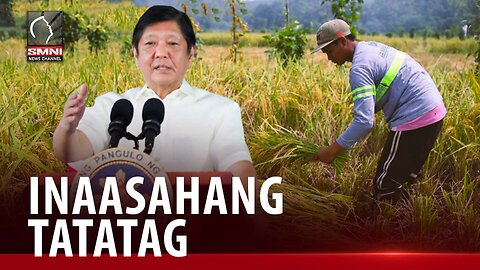 PBBM, inaasahang tatatag ang presyo ng bigas sa pagsisimula ng ani sa major palay-producing regions.