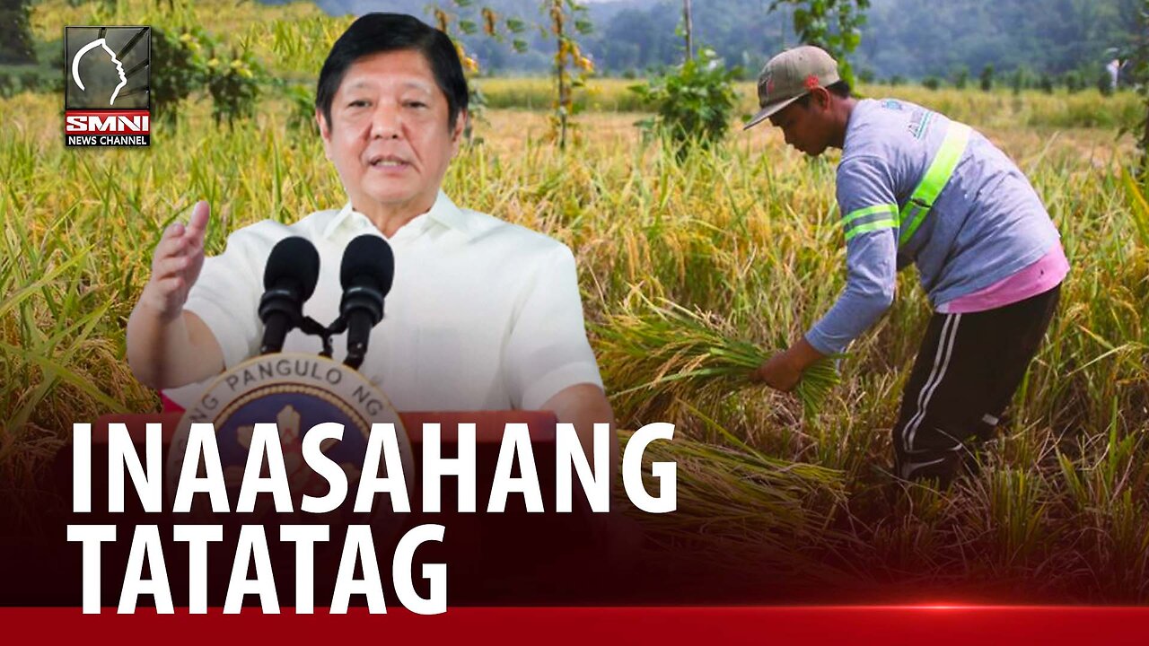 PBBM, inaasahang tatatag ang presyo ng bigas sa pagsisimula ng ani sa major palay-producing regions.