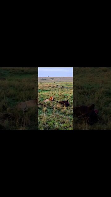 Big Lion With His Prey #Wildlife | #ShortsAfrica