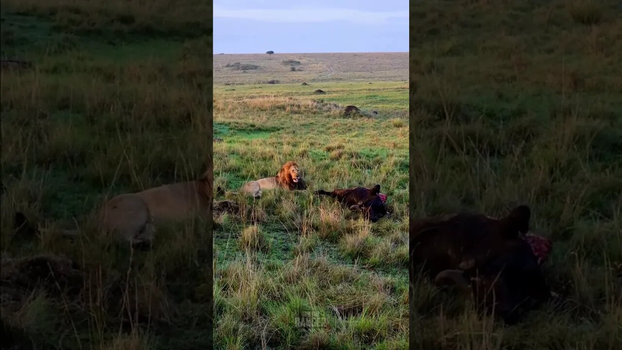 Big Lion With His Prey #Wildlife | #ShortsAfrica