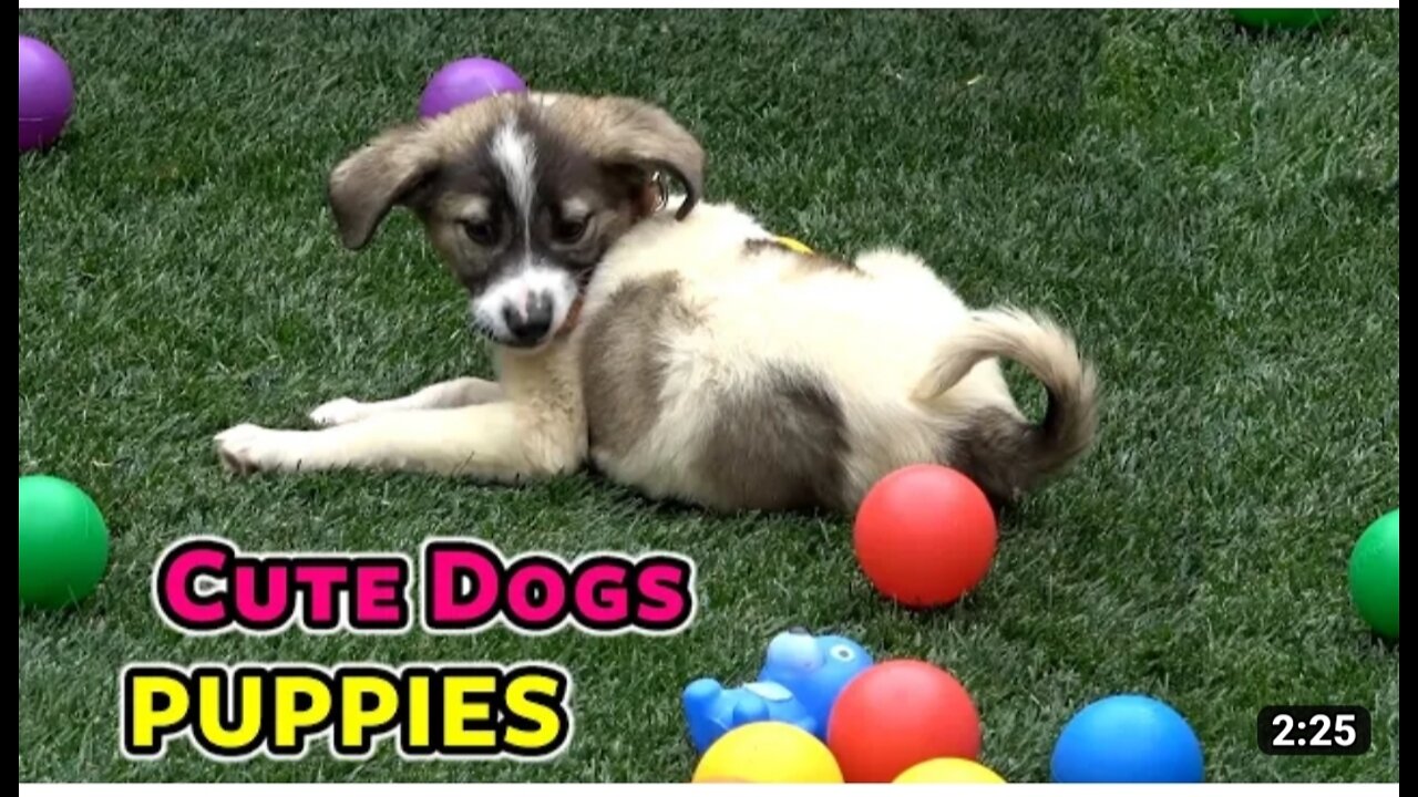 Cute puppy playing in ground