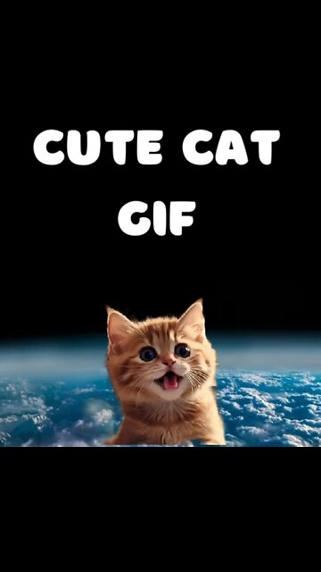 Cute Cat Gif