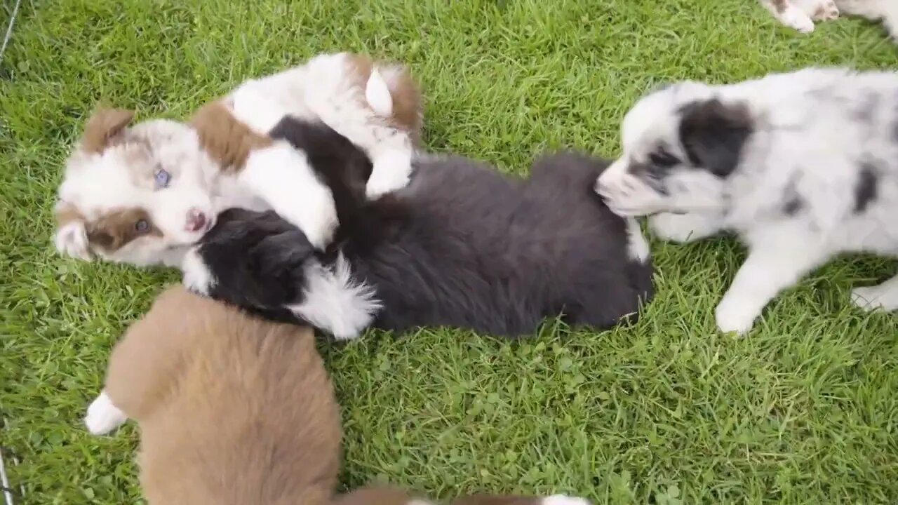 Two cute little puppies playfight on grass - more puppies around - top closeup