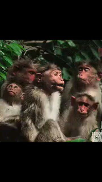 LOOK A UFO ITS A EXTRA TESTICLE